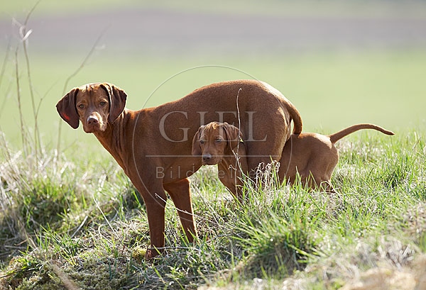 031725 Magyar Vizsla mit Welpe