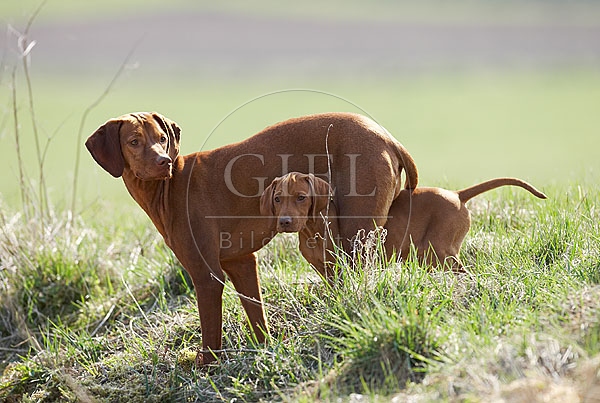 031726 Magyar Vizsla mit Welpe