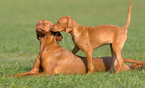 031727 Magyar Vizsla mit Welpe