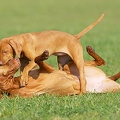 031737 Magyar Vizsla mit Welpe