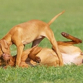 031739 Magyar Vizsla mit Welpe