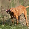 031806 Magyar Vizsla Welpe