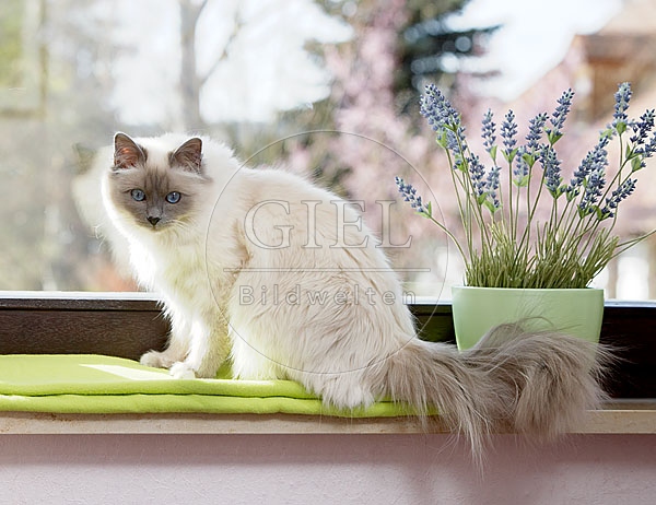 031859 Heilige Birma