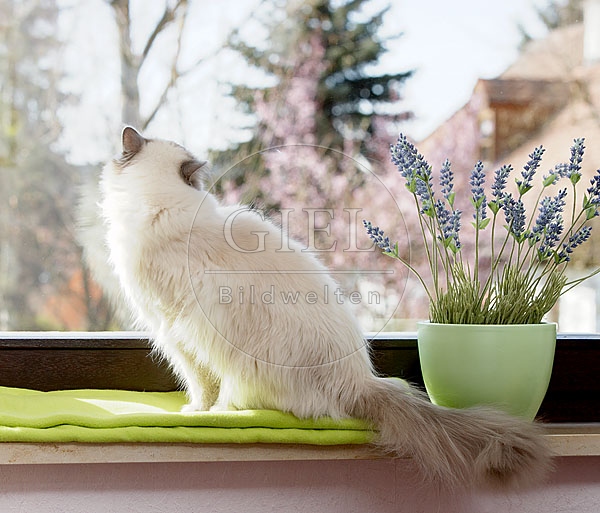 031860 Heilige Birma