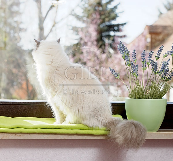 031861 Heilige Birma