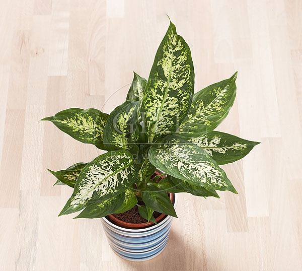 032159 Dieffenbachie