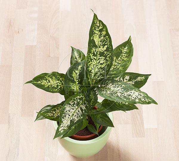 032160 Dieffenbachie