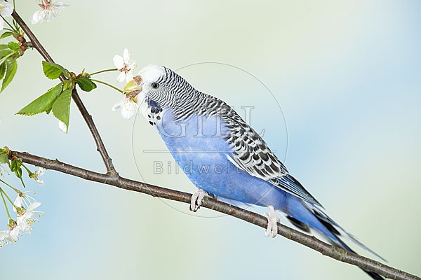 032278 Wellensittich