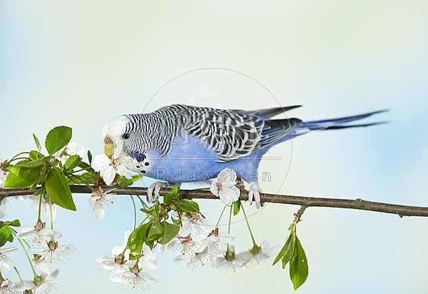 032292 Wellensittich