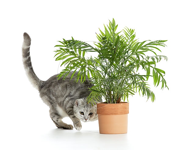 032465 Britisch Kurzhaar Katze