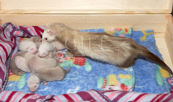032752 Frettchen mit Jungen