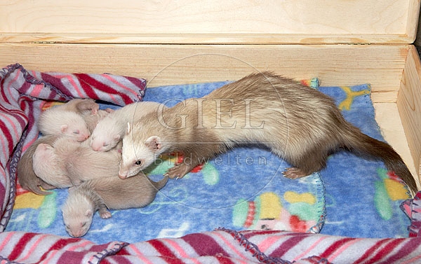 032754 Frettchen mit Jungen