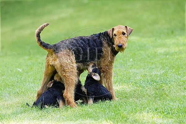 033311 Airedale Terrier