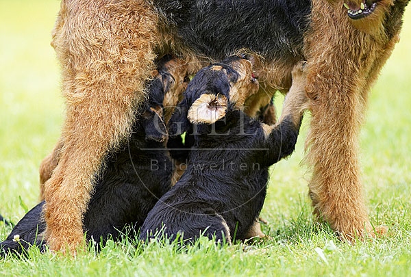 033312 Airedale Terrier Welpen