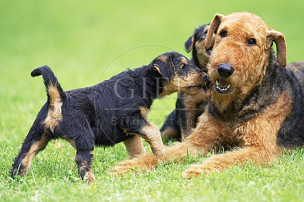 033314 Airedale Terrier