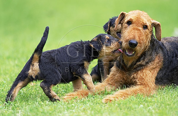033315 Airedale Terrier