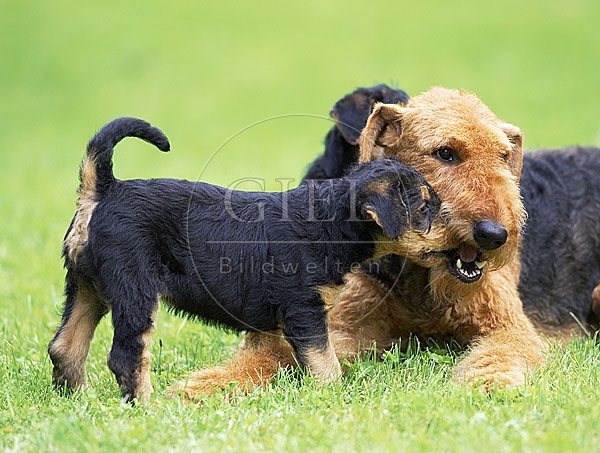033316 Airedale Terrier