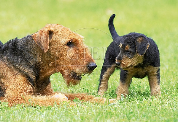 033317 Airedale Terrier