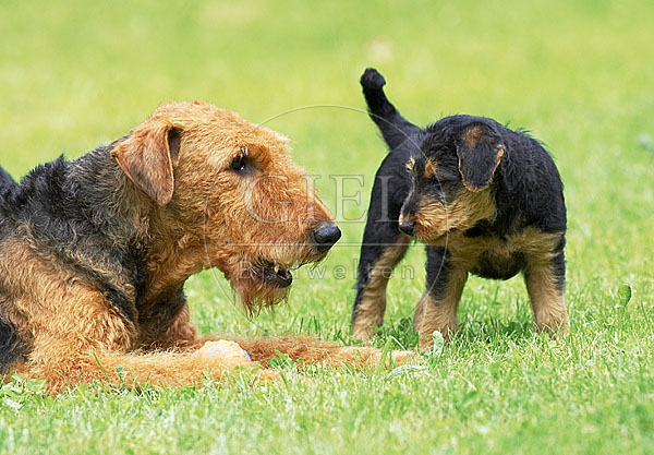 033318 Airedale Terrier