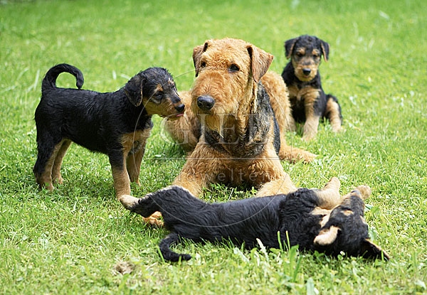 033320 Airedale Terrier