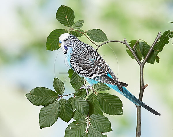 033669 Wellensittich