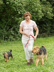033776 Frau mit Airedale Terriern