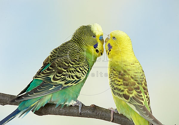 033961 Wellensittiche