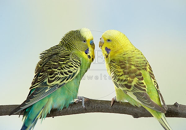 033970 Wellensittiche