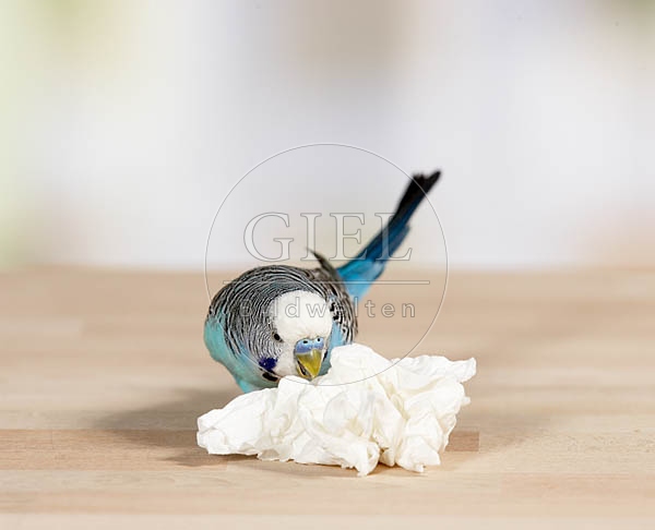 034890 Wellensittich mit Papiertaschentuch