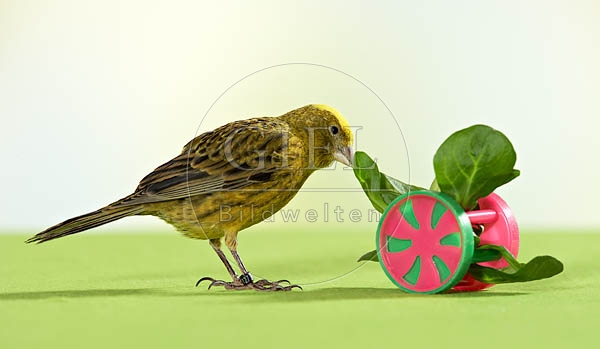 036485 Kanarienvogel