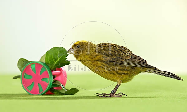 036487 Kanarienvogel