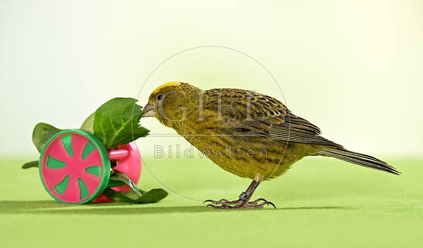 036488 Kanarienvogel