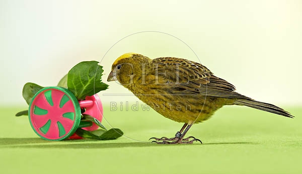 036489 Kanarienvogel