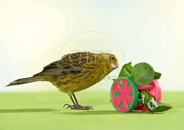 036490 Kanarienvogel