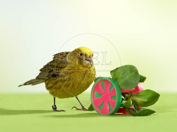 036491 Kanarienvogel