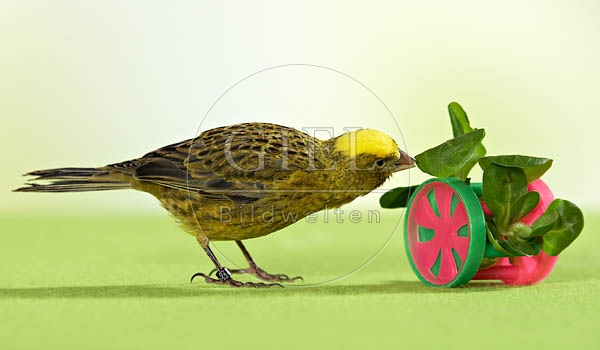 036492 Kanarienvogel