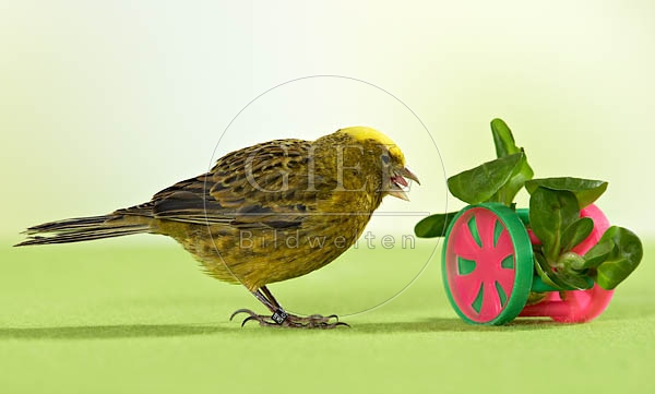 036493 Kanarienvogel