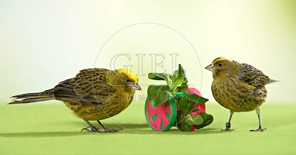 036494 Kanarienvoegel