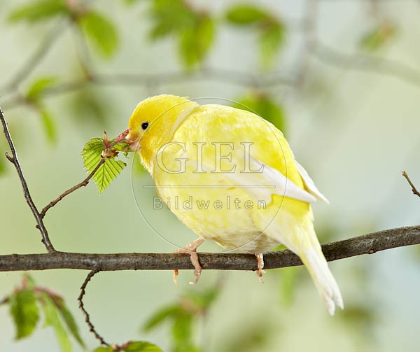 036909 Kanarienvogel