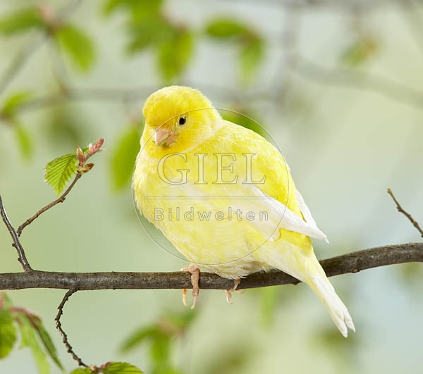 036911 Kanarienvogel
