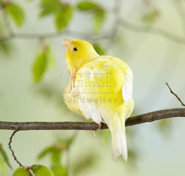 036912 Kanarienvogel