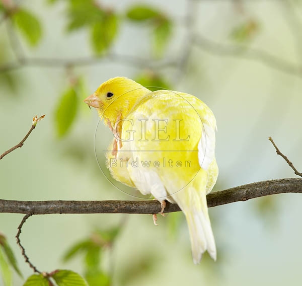 036913 Kanarienvogel