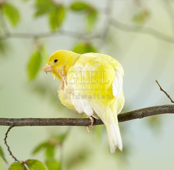 036914 Kanarienvogel
