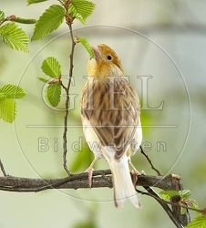 036915 Kanarienvogel