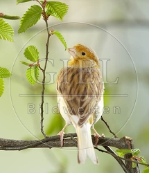 036916 Kanarienvogel