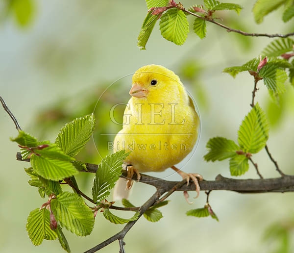 036918 Kanarienvogel