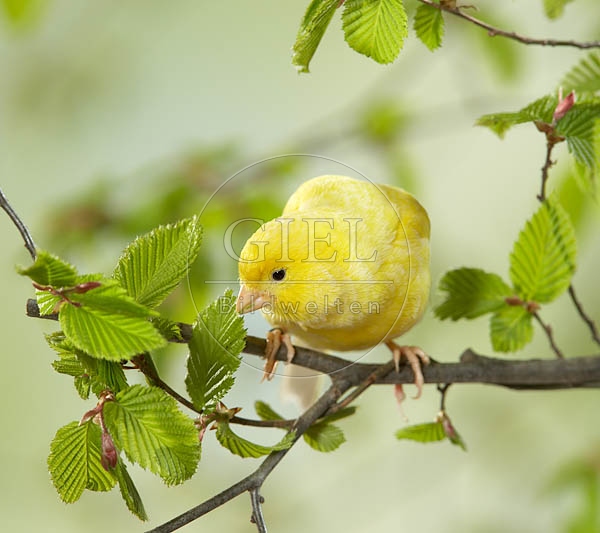 036919 Kanarienvogel