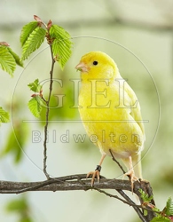 036921 Kanarienvogel