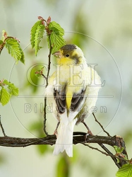 036923 Kanarienvogel