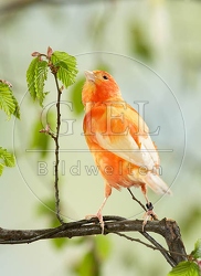036925 Kanarienvogel